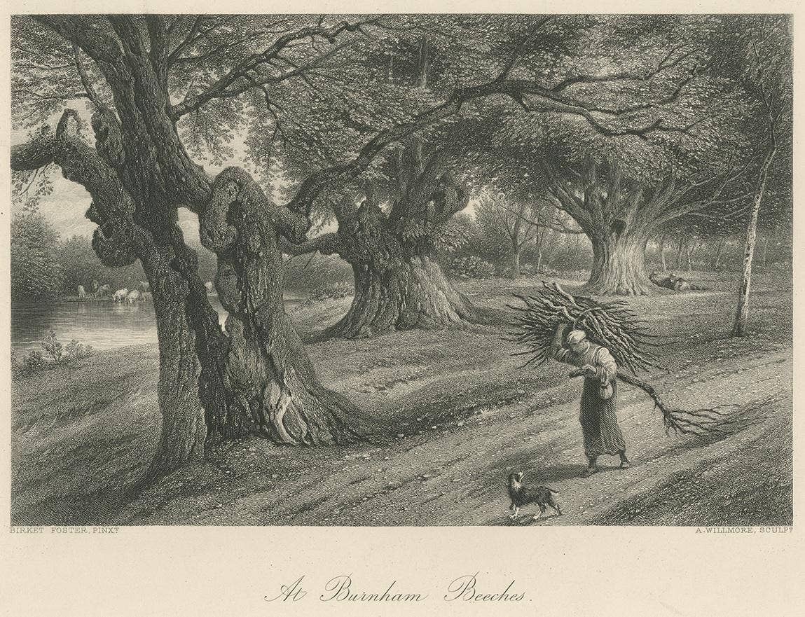 Antique Print of Burnham Beeches by Appleton, circa 1875