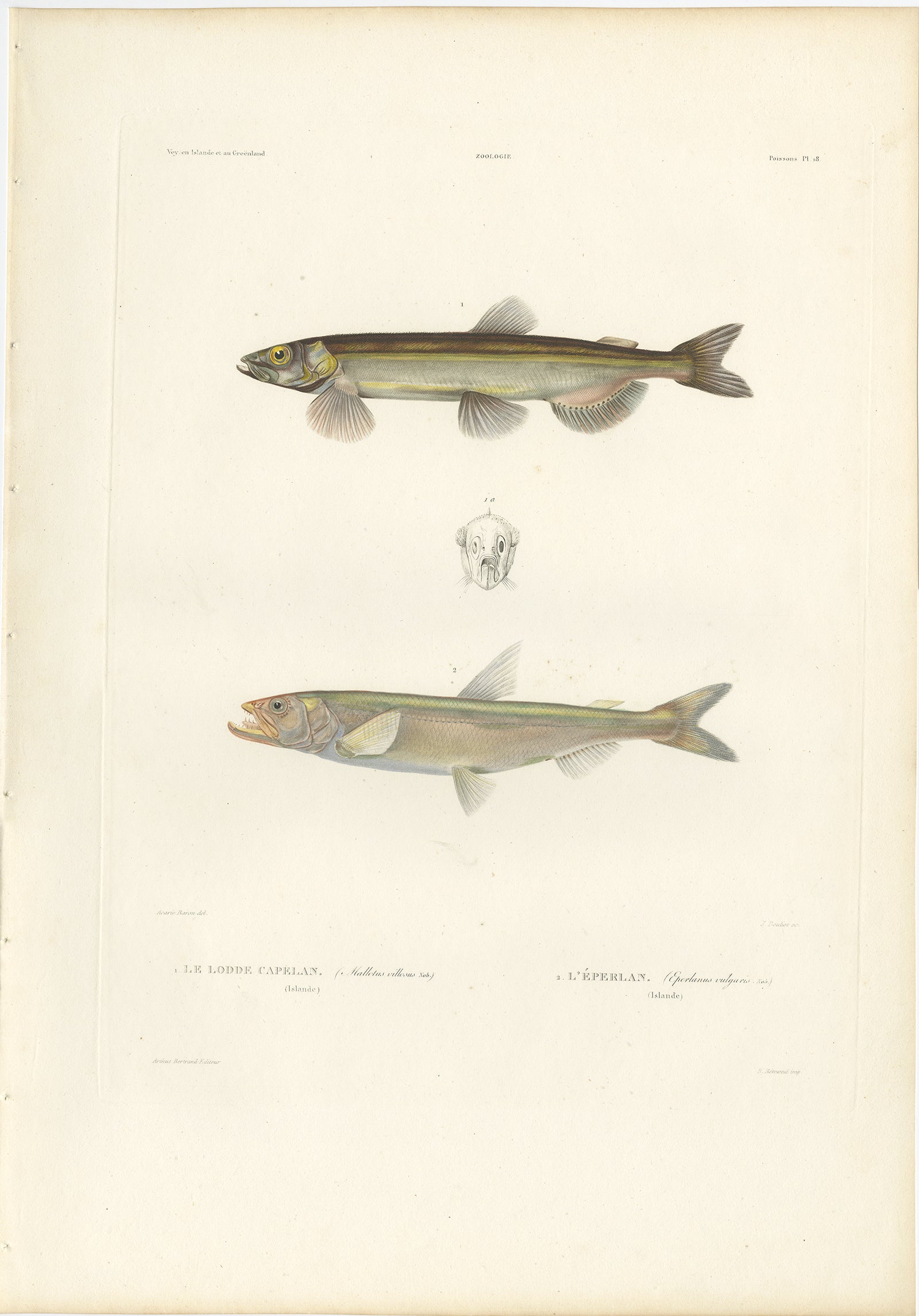 Antique Print of Capelin and Smelt (Mallotus villosus and Osmerus eperlanus) – Hand-Colored Lithograph, 1845

Description:
This finely detailed hand-colored lithograph features two Arctic fish species: Le Lode Capelan (Mallotus villosus), commonly