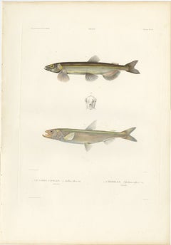 Antique Print of Capelin and the European Smelt – Hand-Colored Lithgraph, 1845