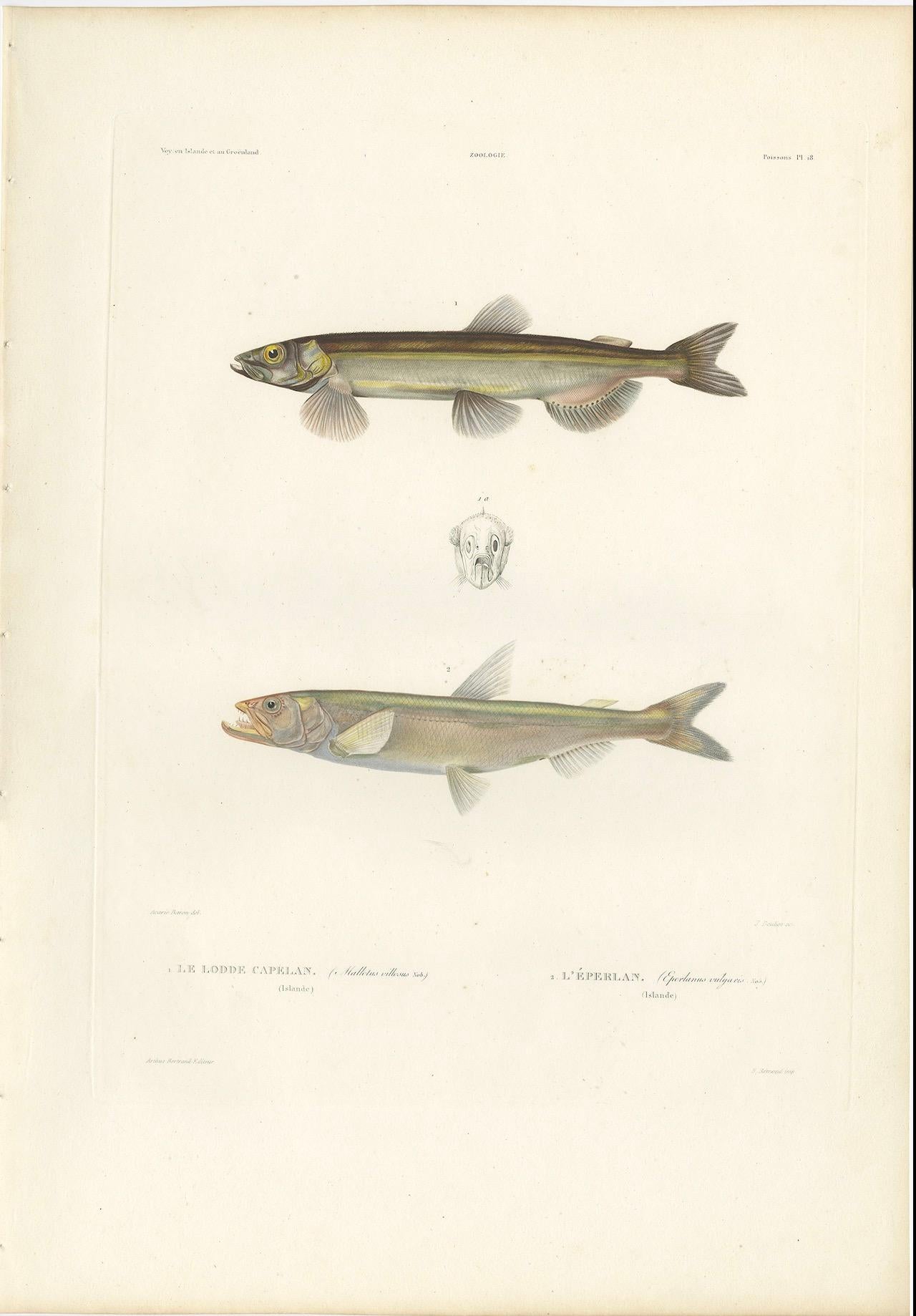 French Antique Print of Capelin and the European Smelt – Hand-Colored Lithgraph, 1845 For Sale