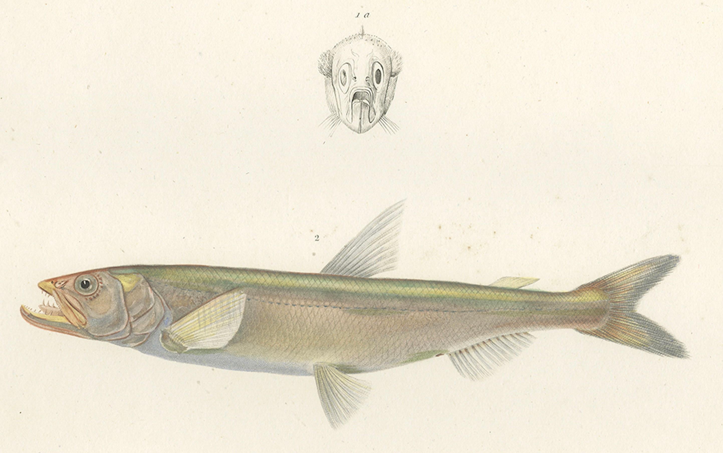 19th Century Antique Print of Capelin and the European Smelt – Hand-Colored Lithgraph, 1845 For Sale