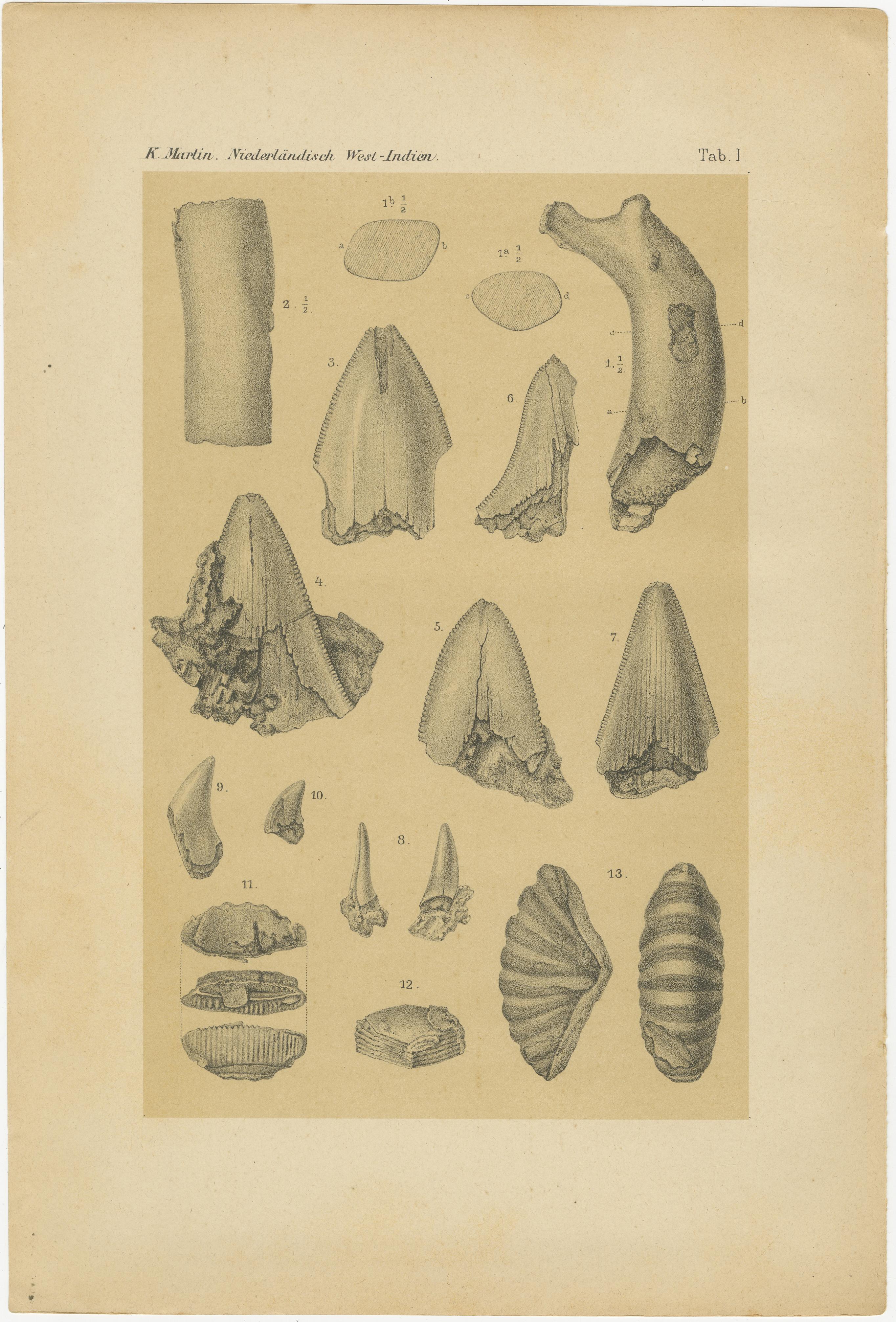 Niederländisch-Westindien Geologie Fossilien 1888 Wissenschaftliche Lithographie-Platten

Dieses seltene, aufeinander abgestimmte Paar geologischer Tafeln stammt aus dem monumentalen wissenschaftlichen Werk Bericht über eine Reise nach