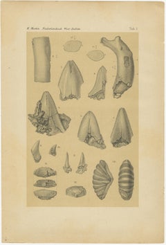 Antique Print of Caribbean Coral & Fossils - Geological Lithograph Pair, 1888