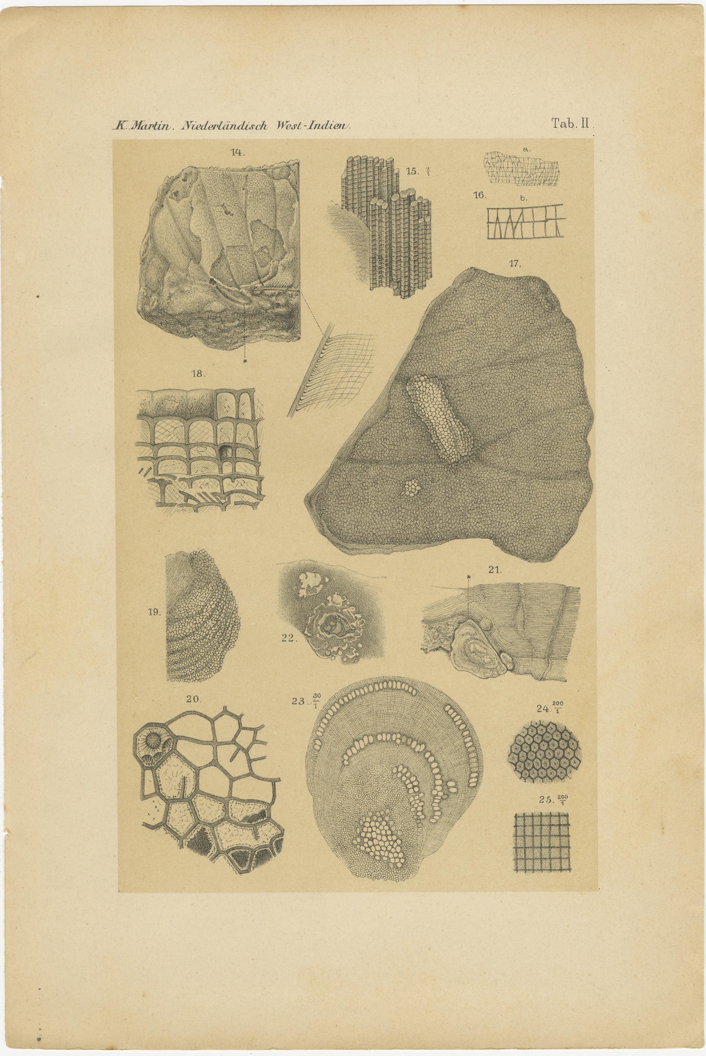 Antiker Druck von karibischen Korallen und Fossilien - Geologisches Lithographie-Paar, 1888 im Zustand „Gut“ im Angebot in Langweer, NL