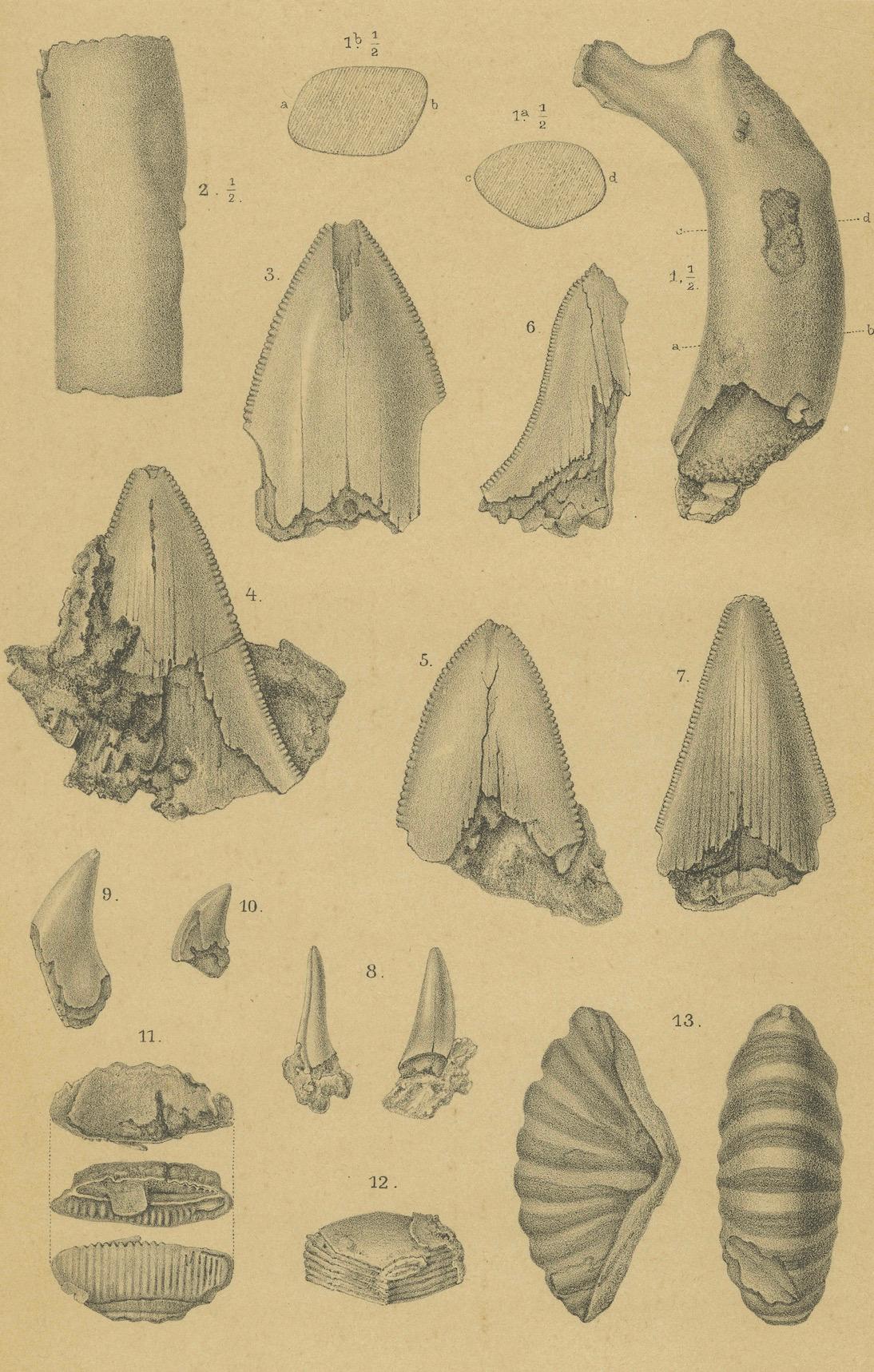 Antiker Druck von karibischen Korallen und Fossilien - Geologisches Lithographie-Paar, 1888 (Spätes 19. Jahrhundert) im Angebot
