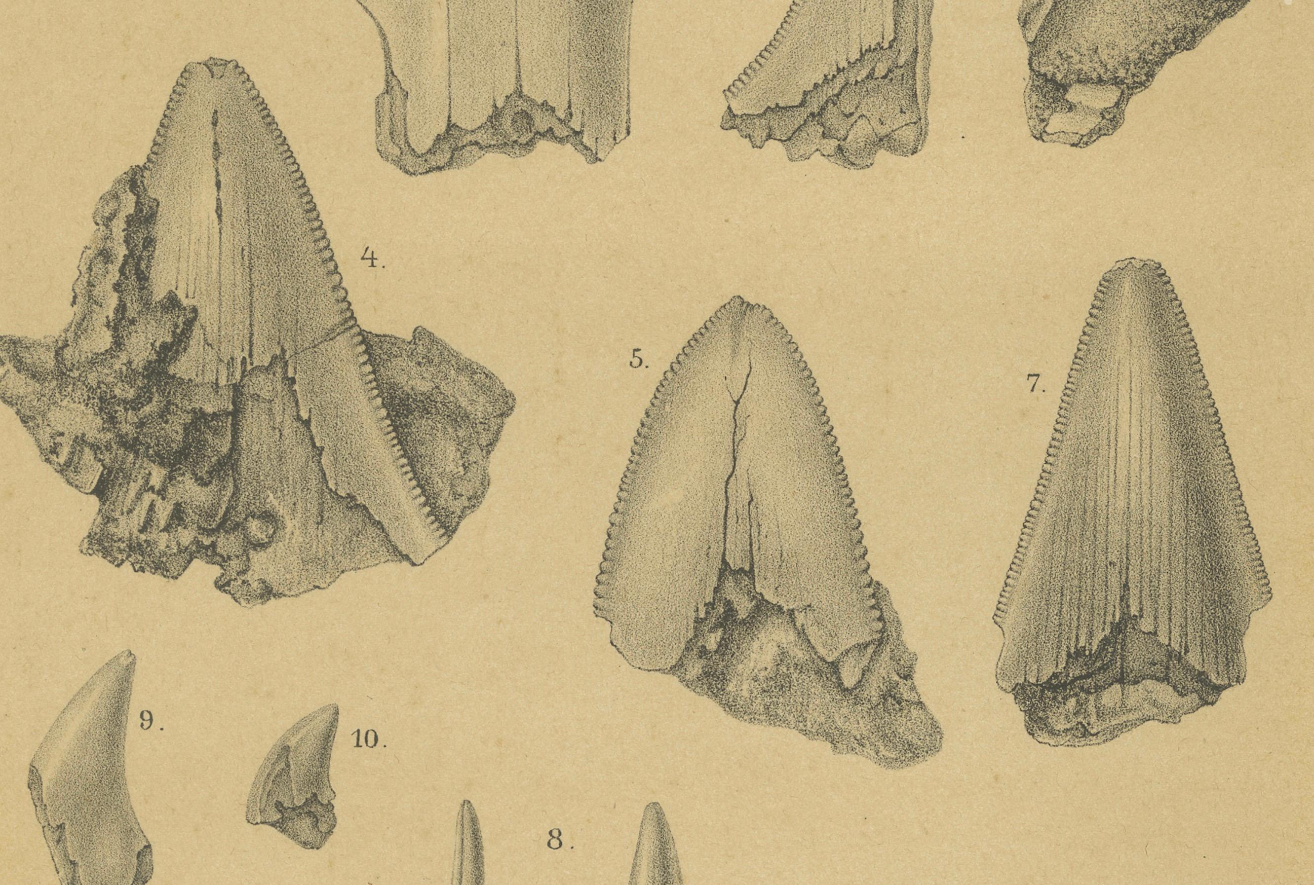 Antiker Druck von karibischen Korallen und Fossilien - Geologisches Lithographie-Paar, 1888 (Papier) im Angebot