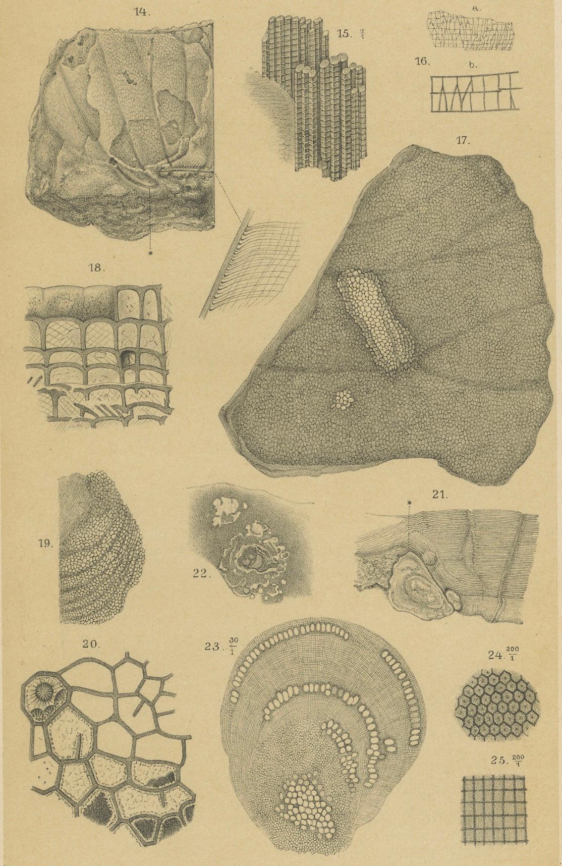Antiker Druck von karibischen Korallen und Fossilien - Geologisches Lithographie-Paar, 1888 im Angebot 1