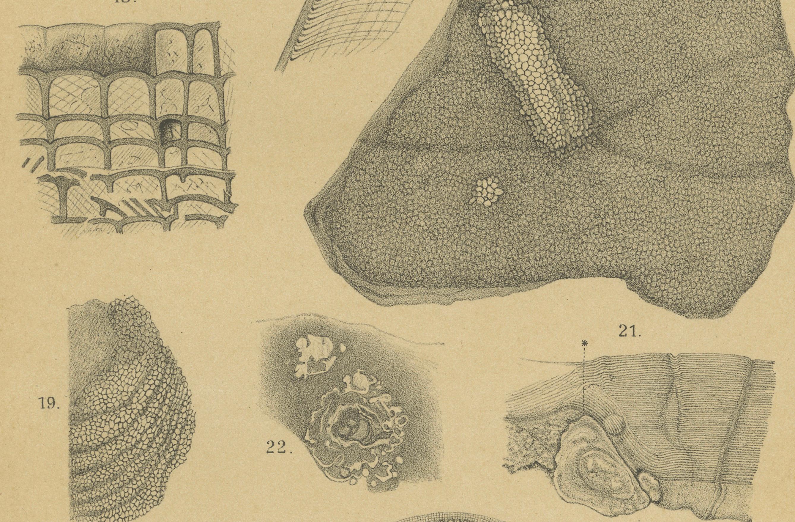 Antiker Druck von karibischen Korallen und Fossilien - Geologisches Lithographie-Paar, 1888 im Angebot 2