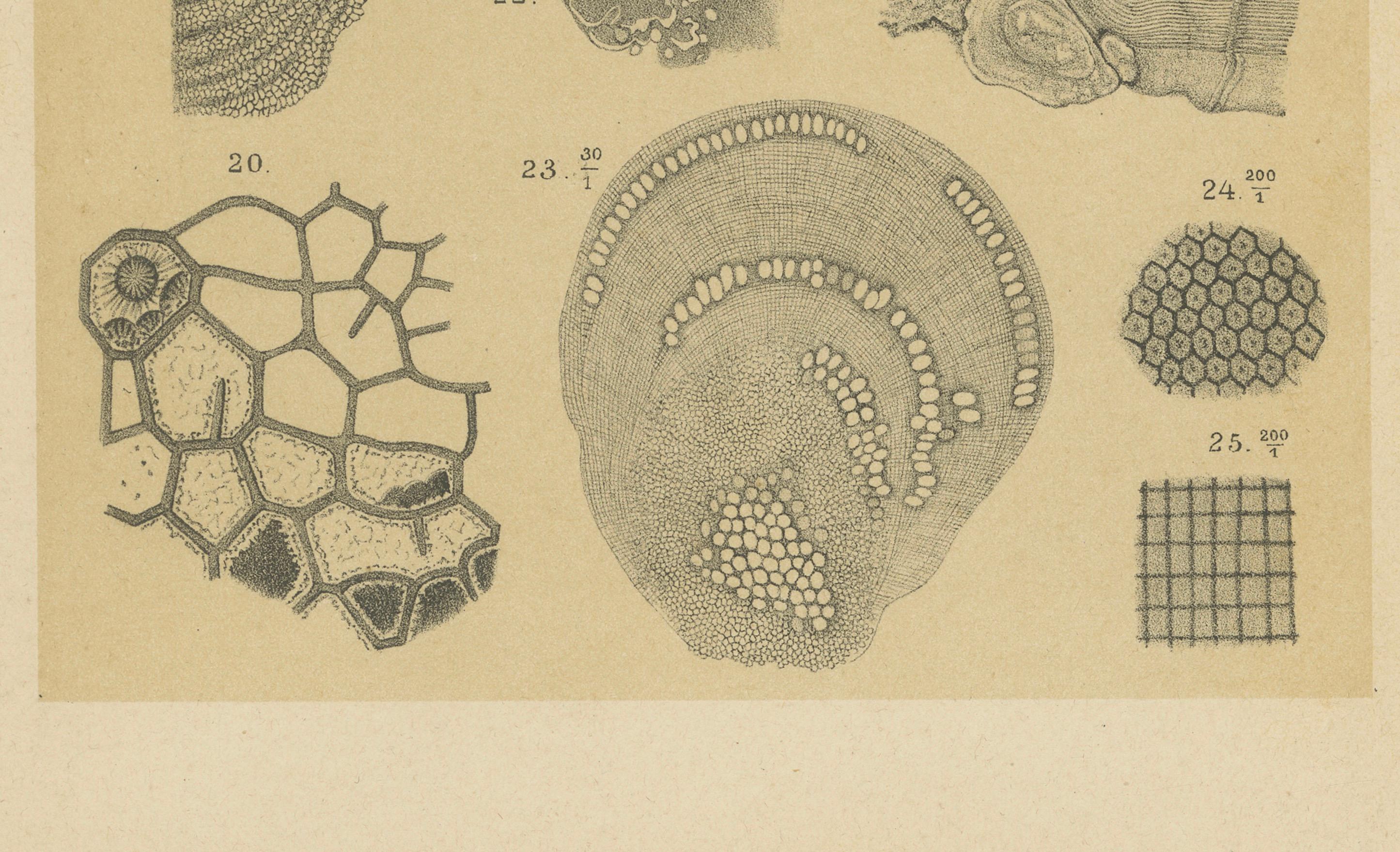 Antiker Druck von karibischen Korallen und Fossilien - Geologisches Lithographie-Paar, 1888 im Angebot 3