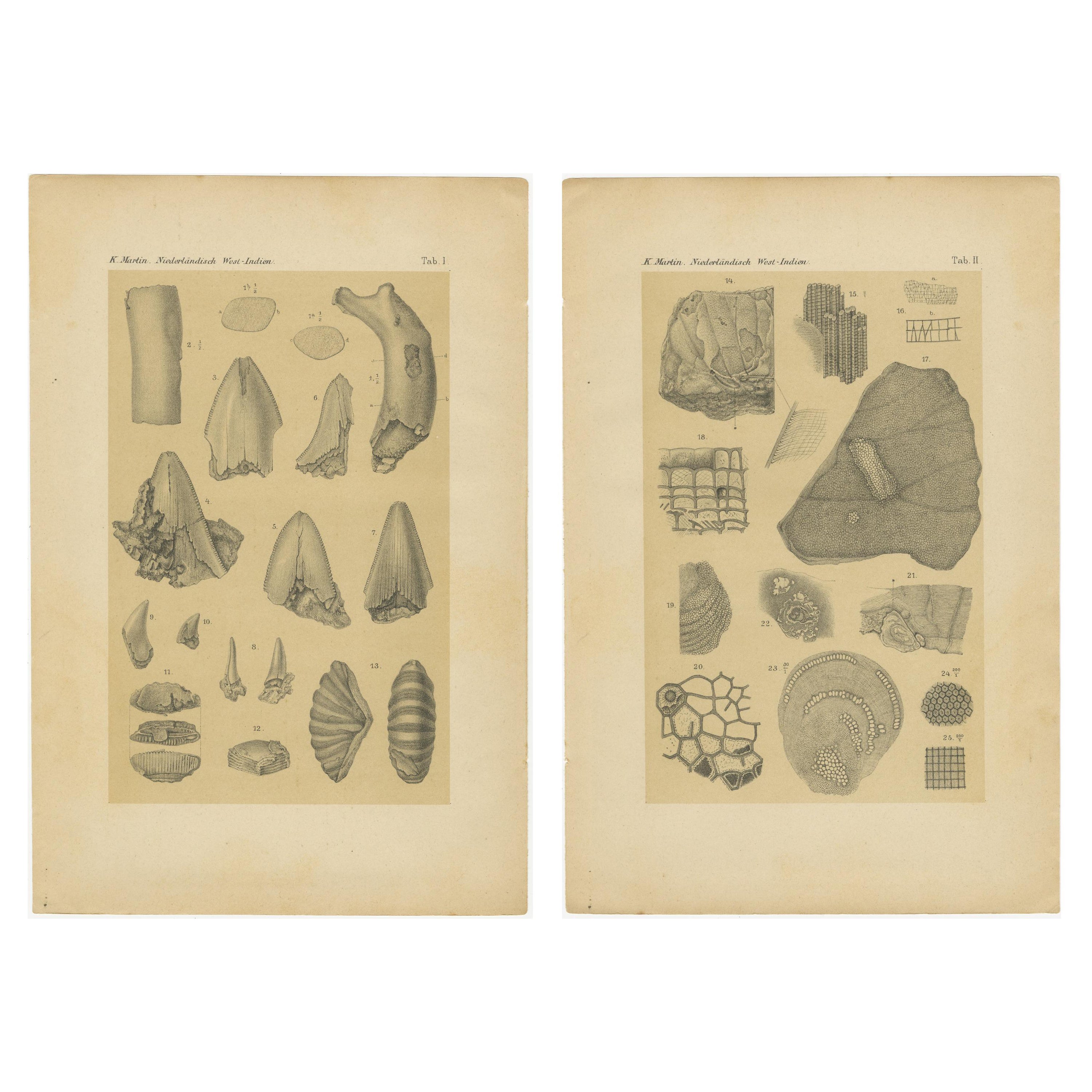 Antique Print of Caribbean Coral 
Fossils - Geological Lithograph Pair, 1888