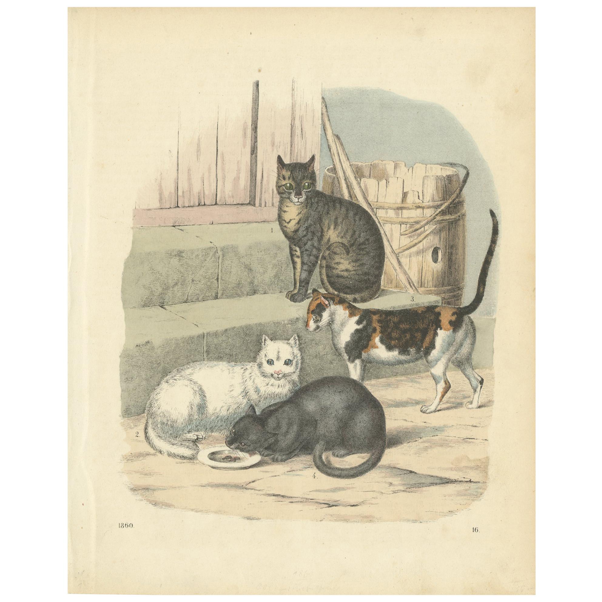 Antique Print of Cats by Hoffmann '1860'