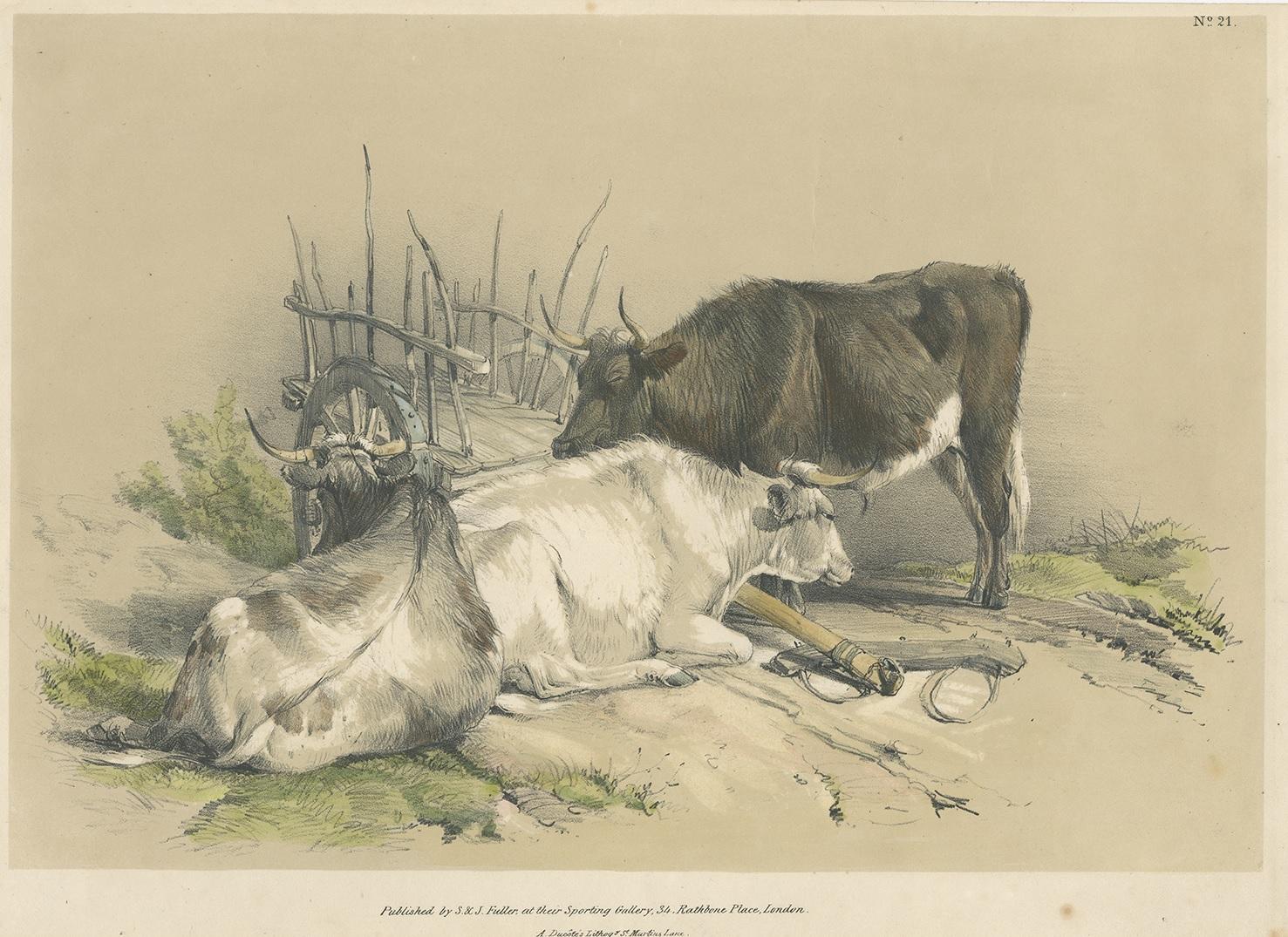 Antique print of cattle and a cart. Published by Sand J. Fuller at their Sporting Gallery, 34, Rathbone Place, London. Lithographed by Ducôte.