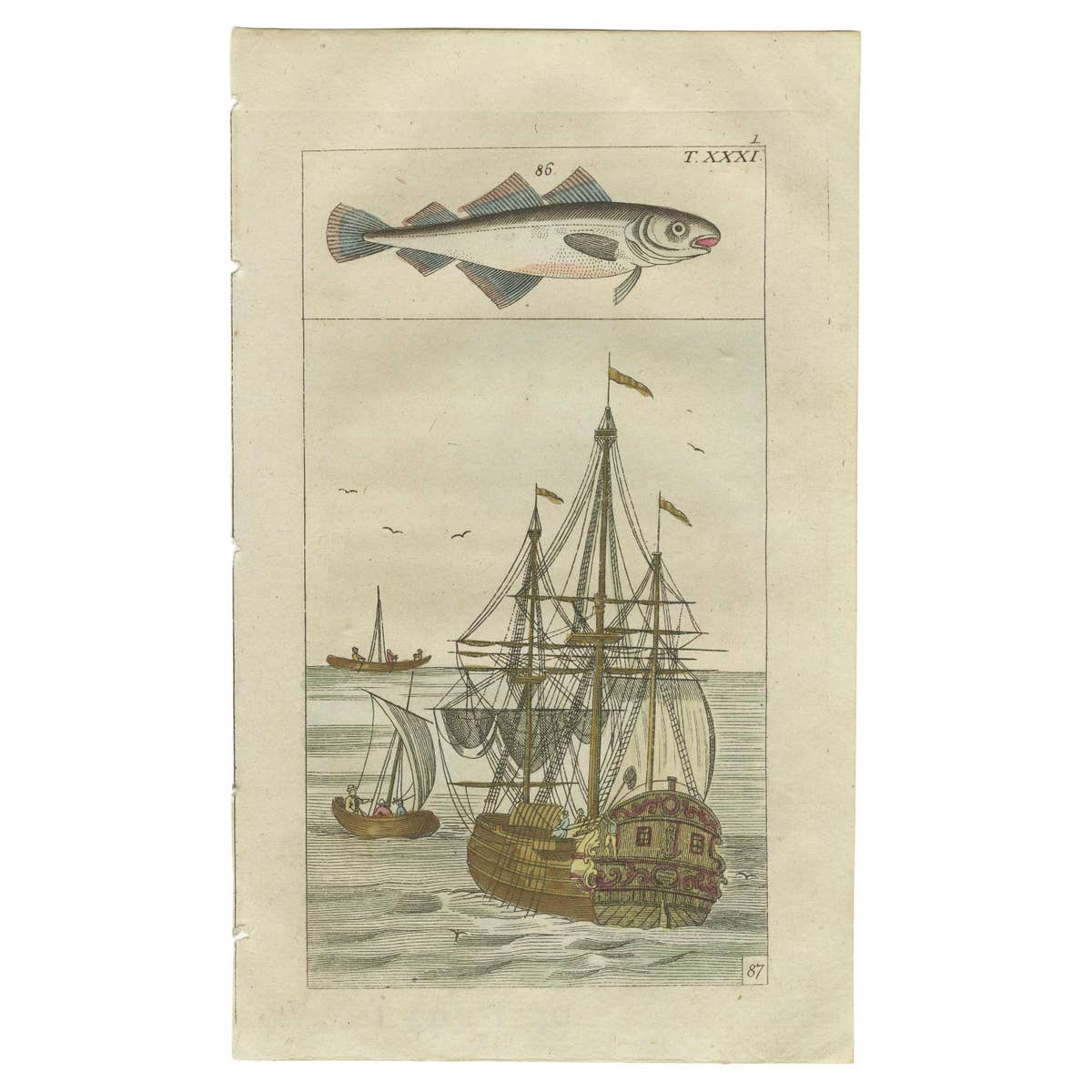 Antique Print of Cod and a Cod Fishing Ship