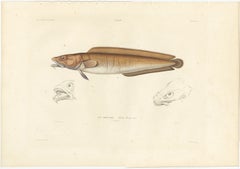 Antique Print of Cusk (Brosme brosme) with Anatomical Studies – Paris, 1845