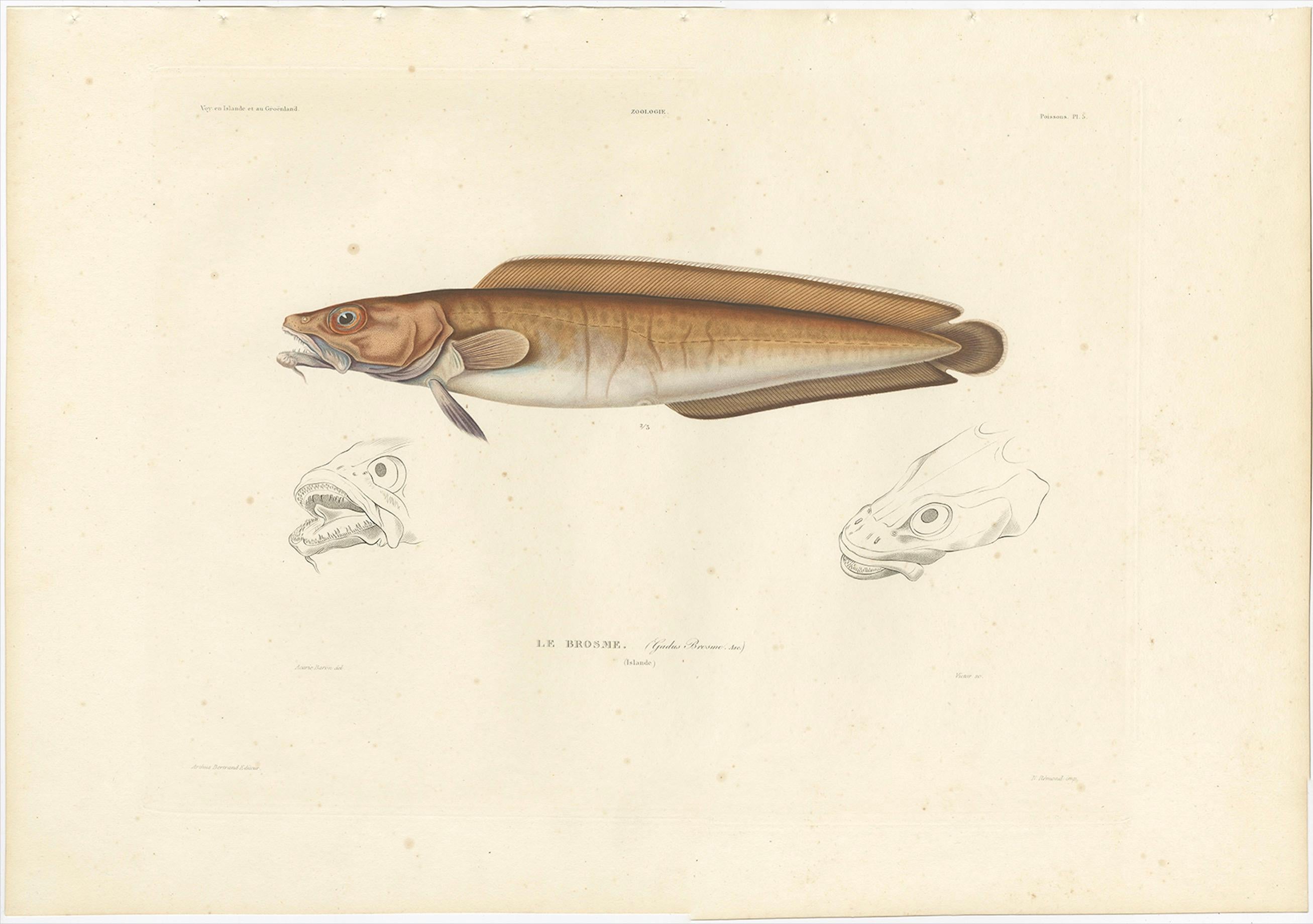 Antique Print of Cusk (Brosme brosme) with Anatomical Studies – Paris, 1845 In Good Condition For Sale In Langweer, NL