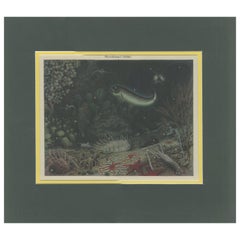 Antique Print of Deep Sea Fauna by Meyer 'c.1905'