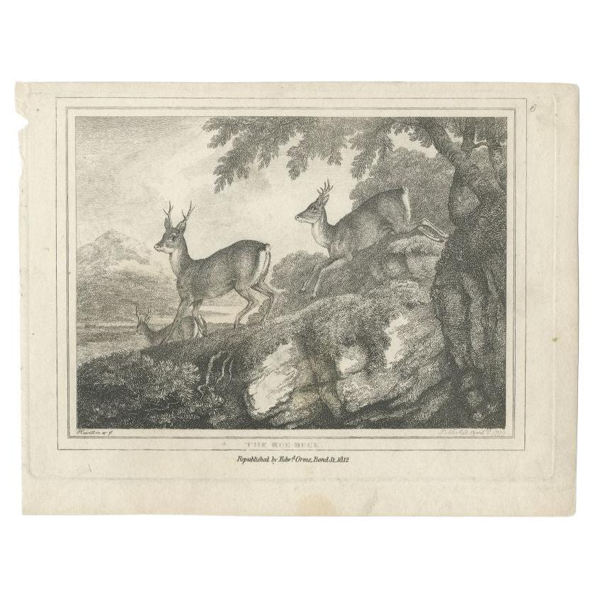 Antique Print of Deers by Howitt, 1812