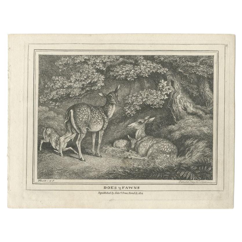 Antique Print of Deers by Howitt '1812' For Sale