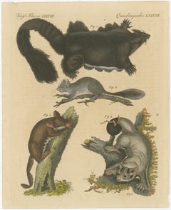 Antique Print of Didelphis species 'Opossum', Flying Squirrel and More