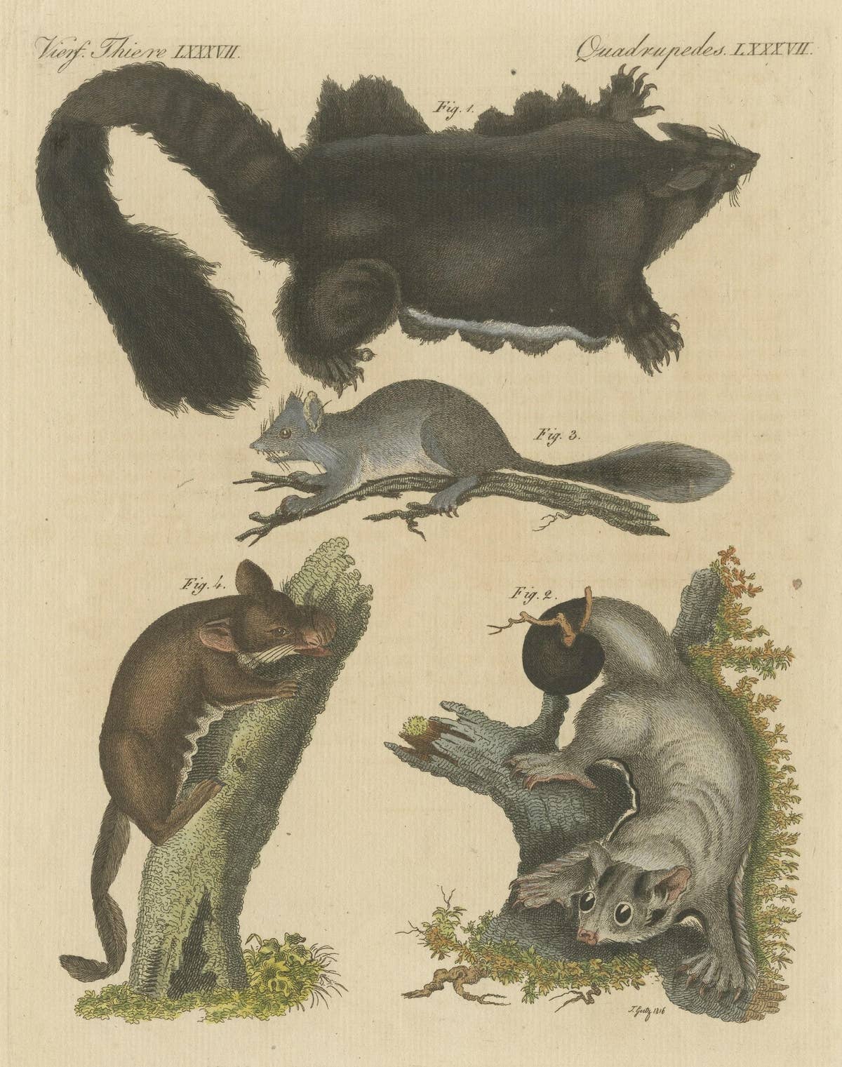 Antique Print of Didelphis species 'Opossum', Flying Squirrel and More
