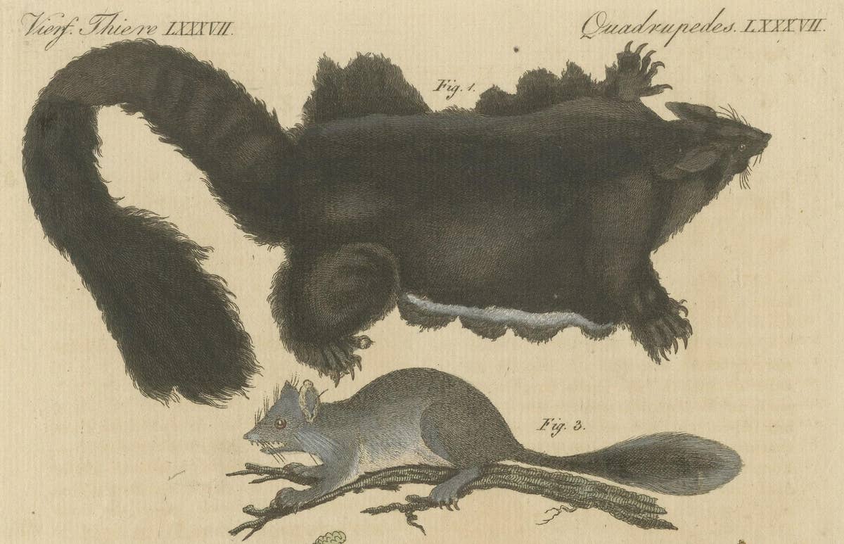 Antique Print of Didelphis species 'Opossum', Flying Squirrel and More