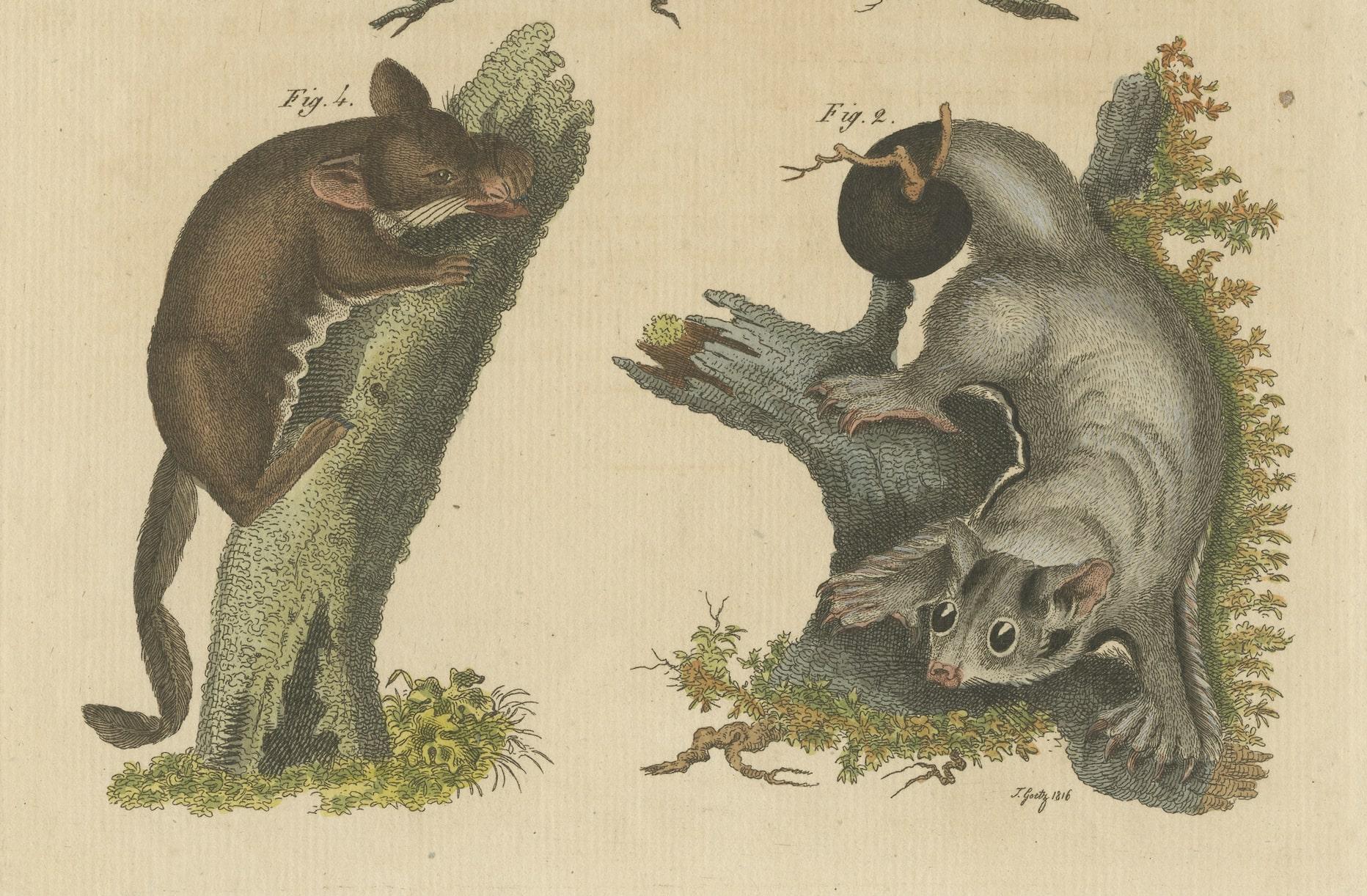 Papier Impression ancienne d'espces de didelphis  Opossum , cureuil volant et autres en vente