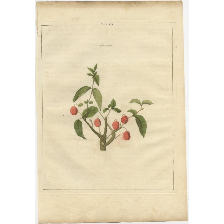 Antique print of dogwood (or cornus/dogberry). Originates from 'Pomologia' by J. H. Knoop.

Artists and Engravers: Published by Johann Hermann Knoop (c.1700-1769).

Condition: Good, general age-related toning. Minor wear, blank verso. Please