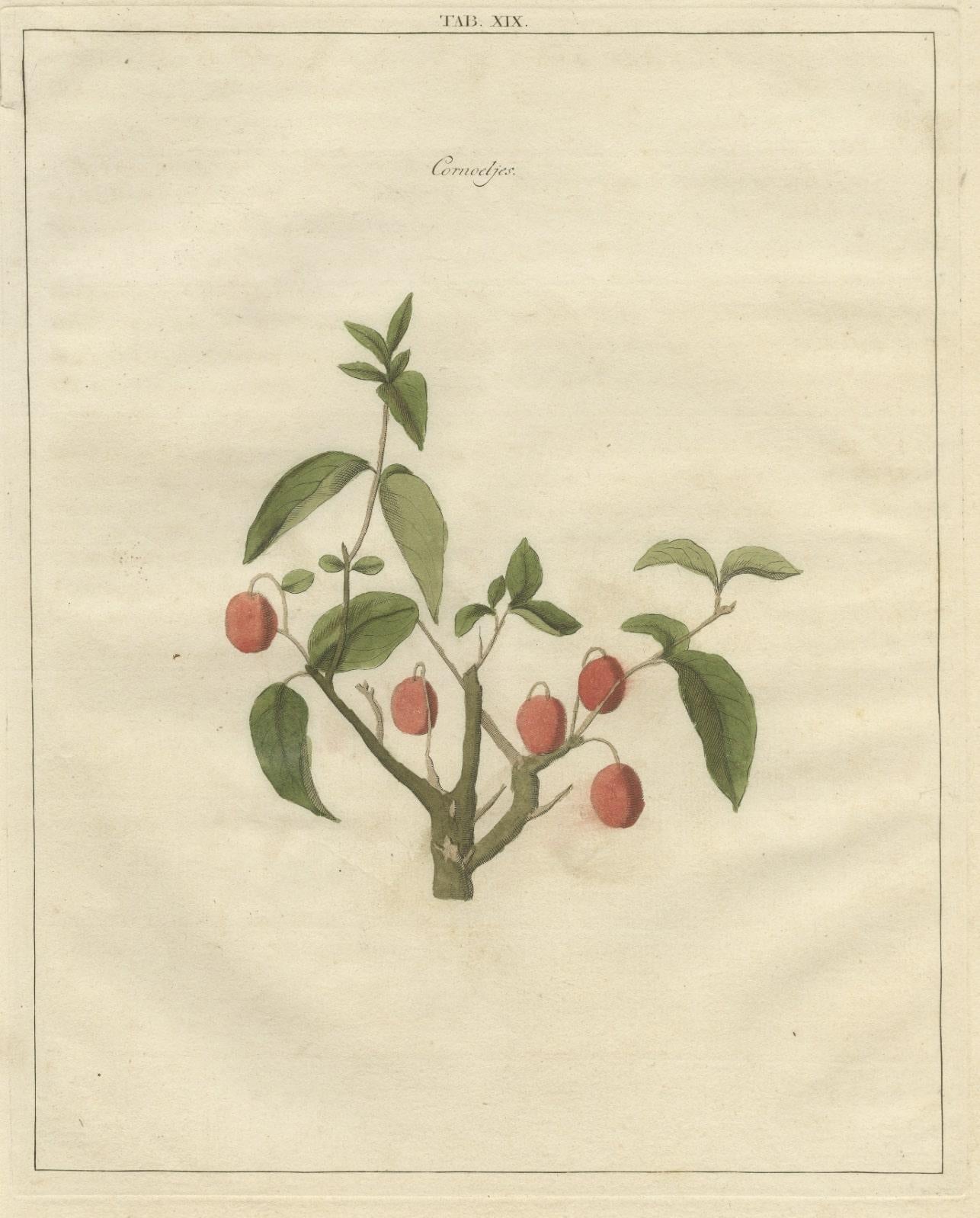 Paper Antique Print of Dogwood by Knoop, 1758