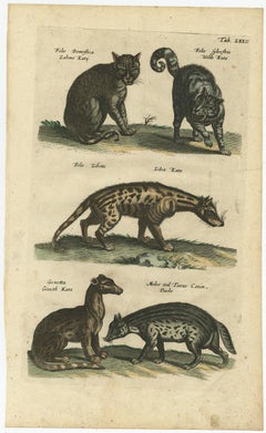 Antique Print of Domestic and Wild Cat Species, incl The Civet, 1657