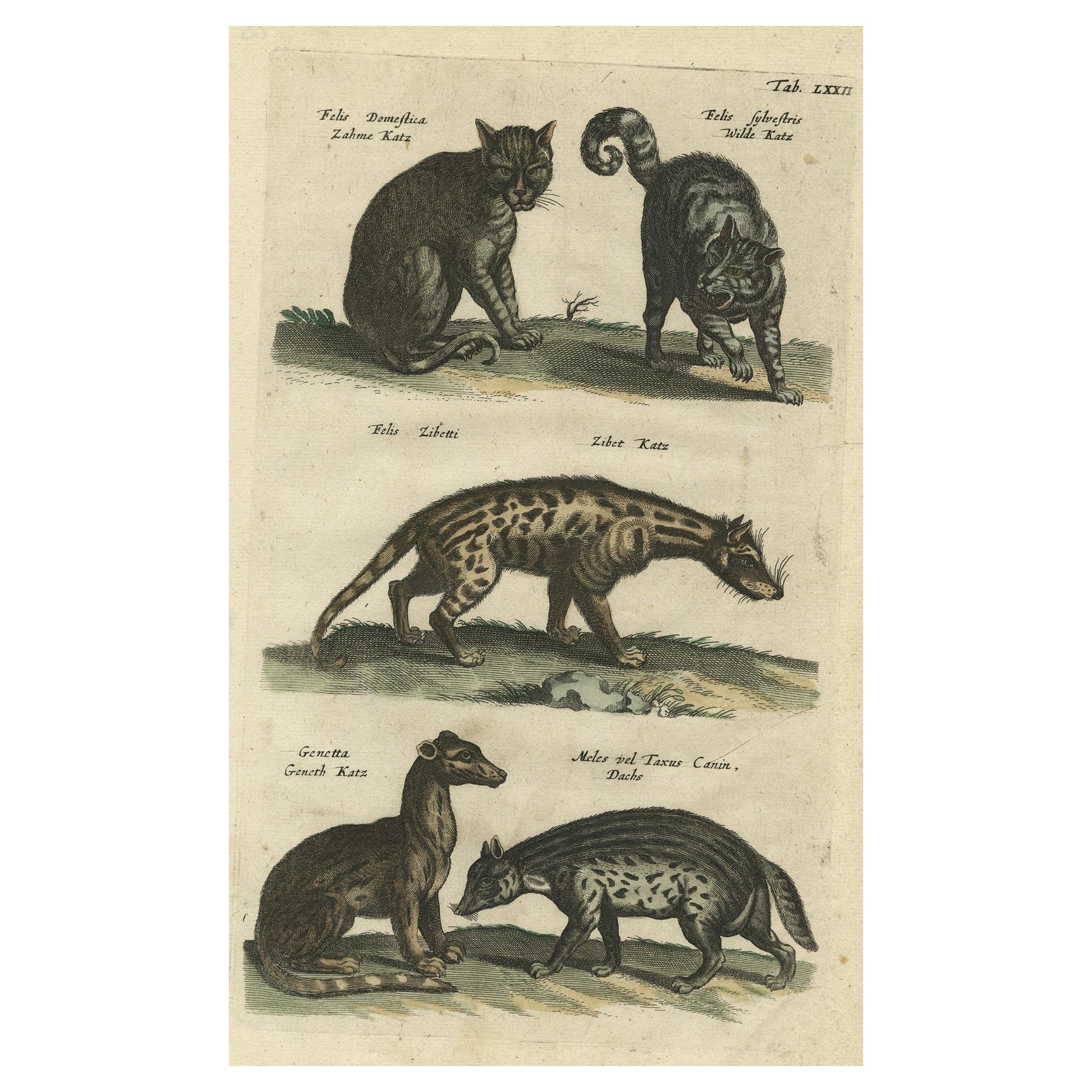 Impression ancienne de spécimens de chats domestiques et sauvages, y compris le civet, 1657
