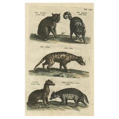 Impression ancienne de spécimens de chats domestiques et sauvages, y compris le civet, 1657