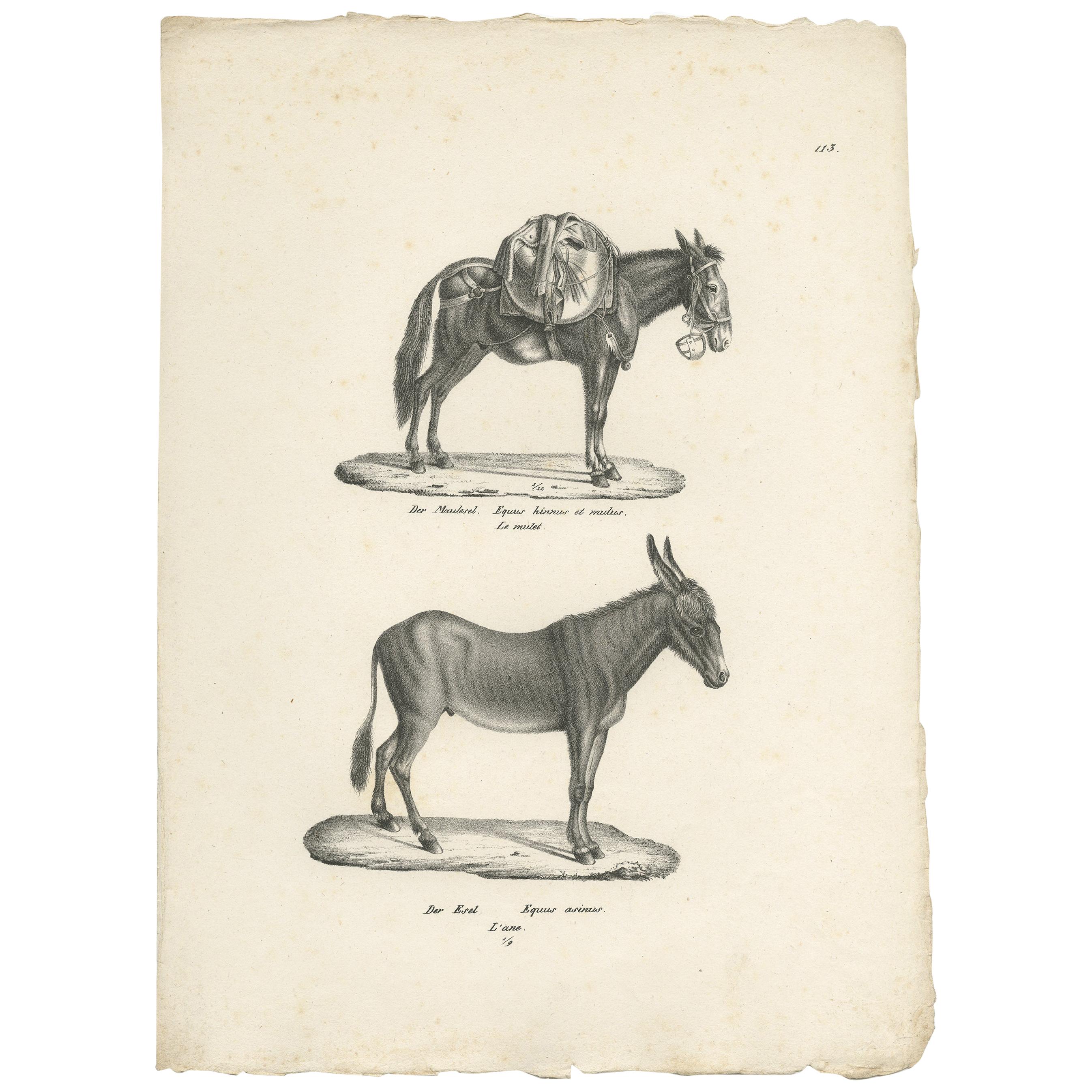 Antique Print of Donkeys by Schinz, c.1830 For Sale