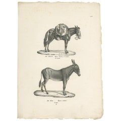 Grabado antiguo de burros de Schinz, c.1830