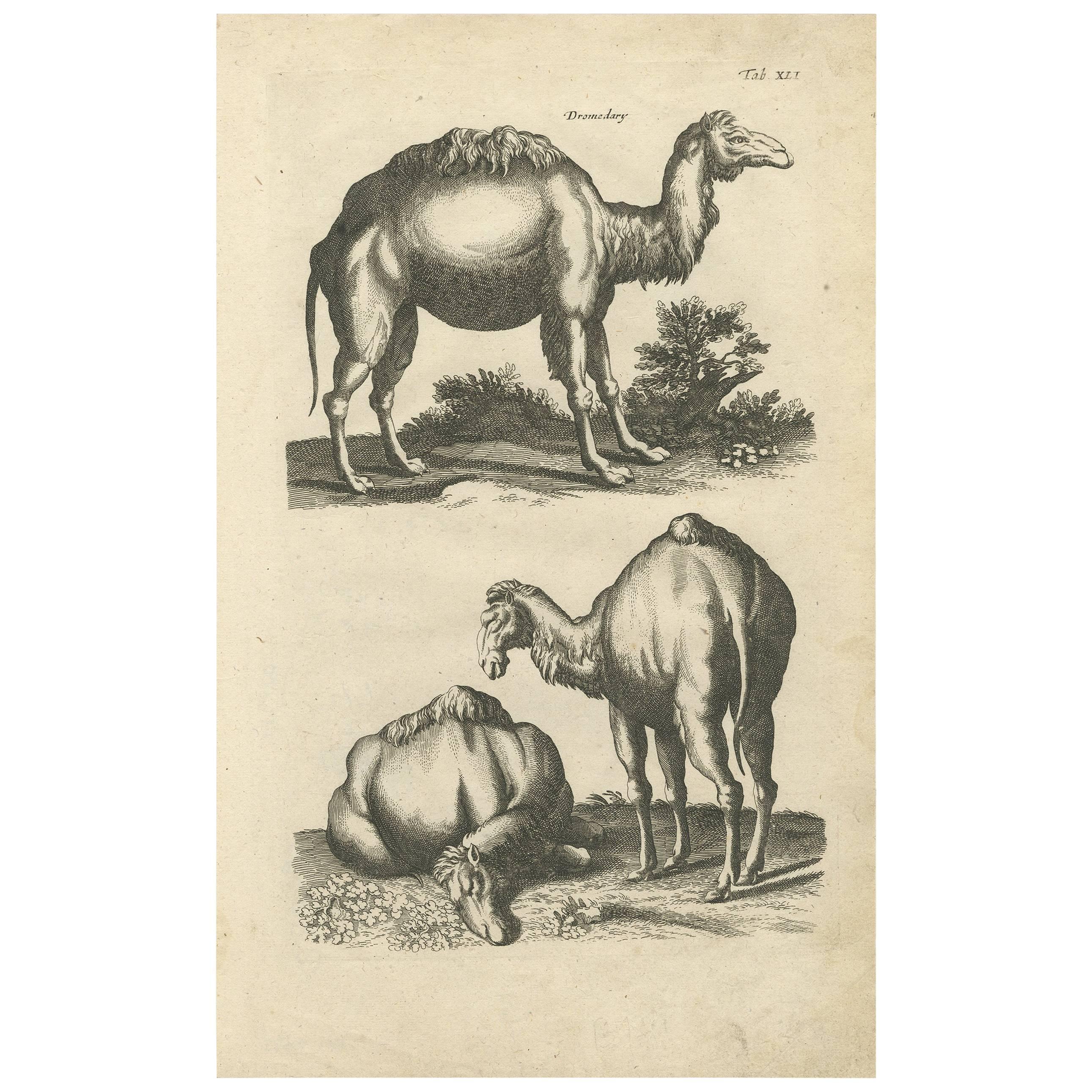 Antiker Druck von Dromedary von J. Jonston, 1657