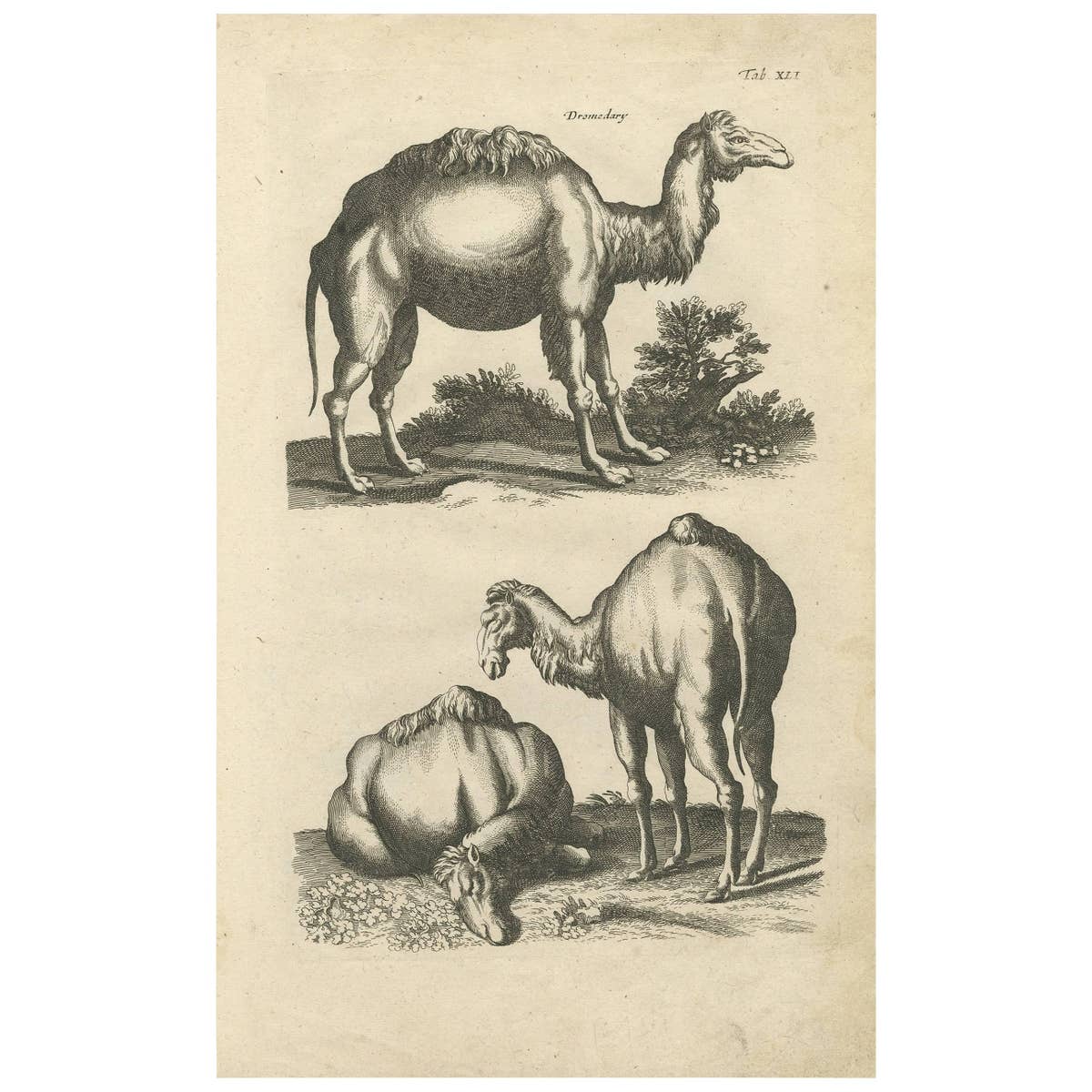 Antique Print of Dromedary by J. Jonston, 1657
