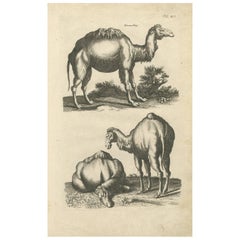 Impression ancienne de Dromedary par J. Jonston, 1657