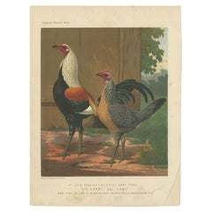 Antique Print of Duckwing Chicken by Cassell, c.1880