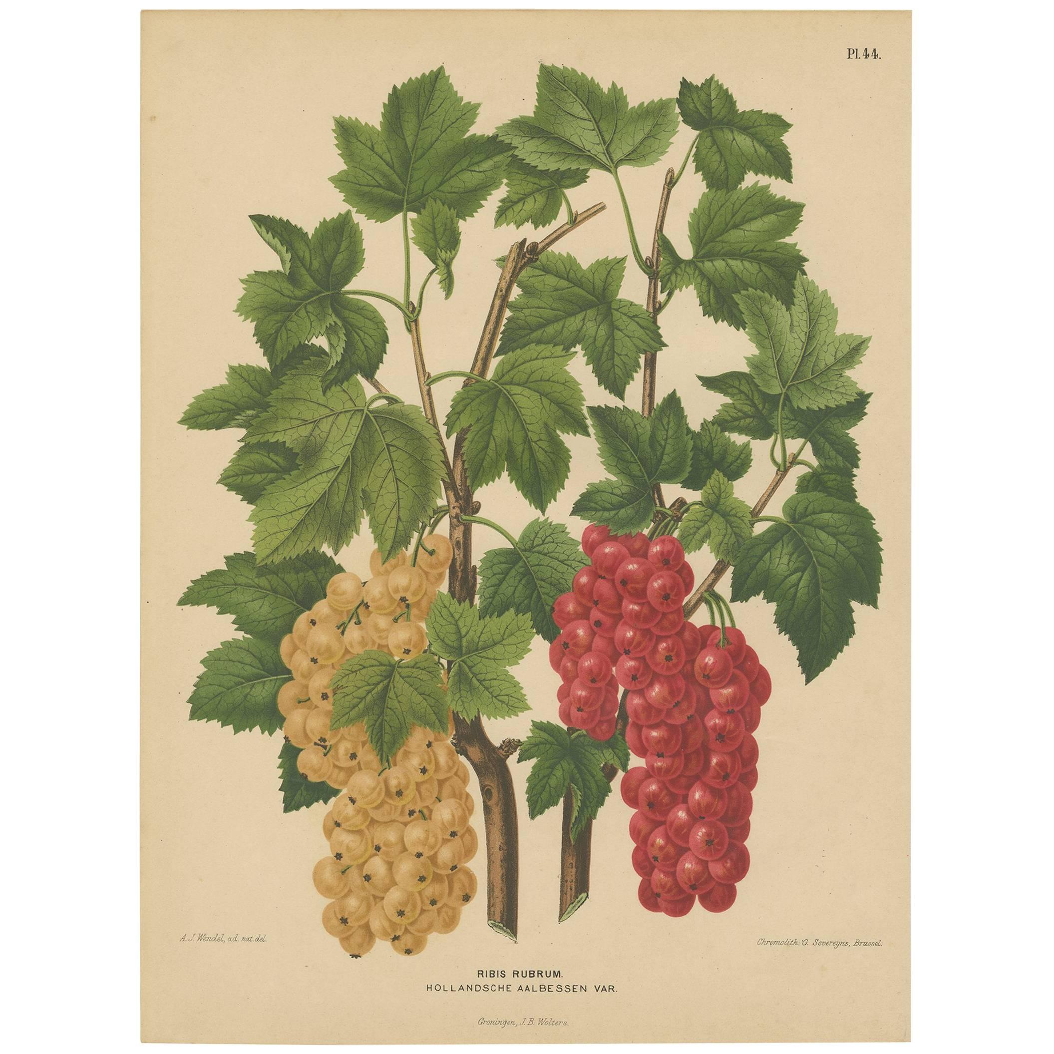 Grabado antiguo de Grosellas holandesas de G. Severeyns, 1879 en venta