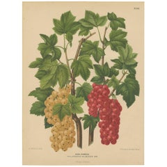 Antique Print of Dutch Currants by G. Severeyns, 1879
