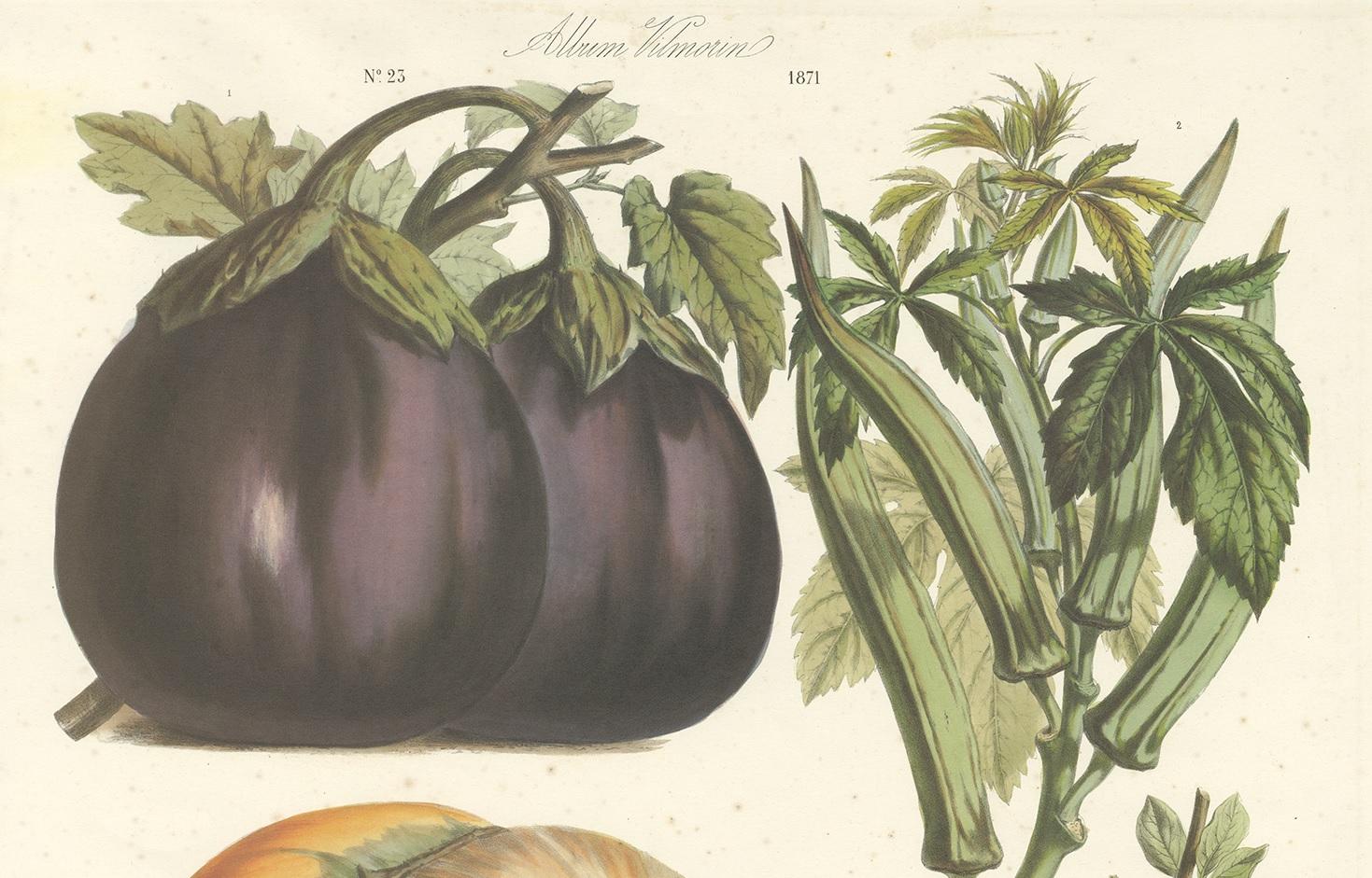 Beautiful large antique print depicting various vegetables. Depicted are an eggplant, okra, squash/pumpkin and radish. This print originates from 'Album Vilmorin' published in Paris, 1871.