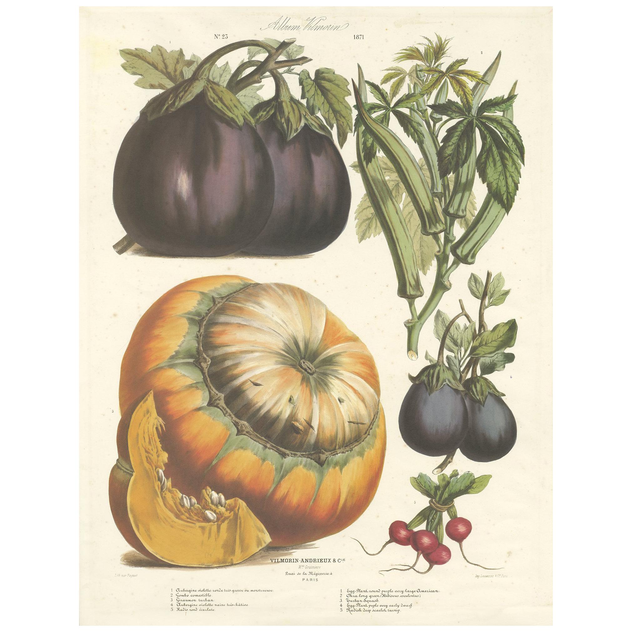 Antique Print of Eggplant, Okra, Squash and Radish by Faguet, 1871 For Sale