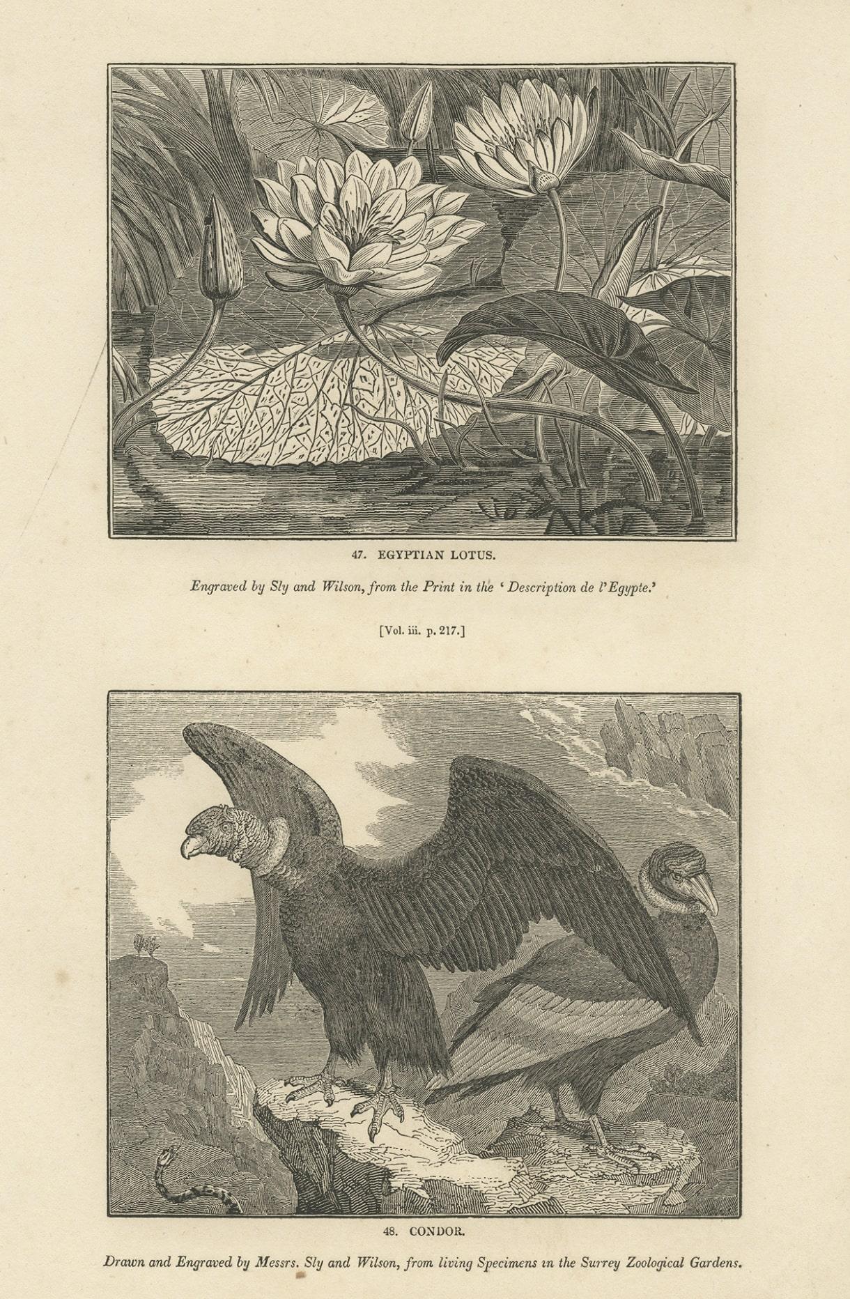 Paper Antique Print of Egyptian Lotus and a Condor Bird, 1835 For Sale