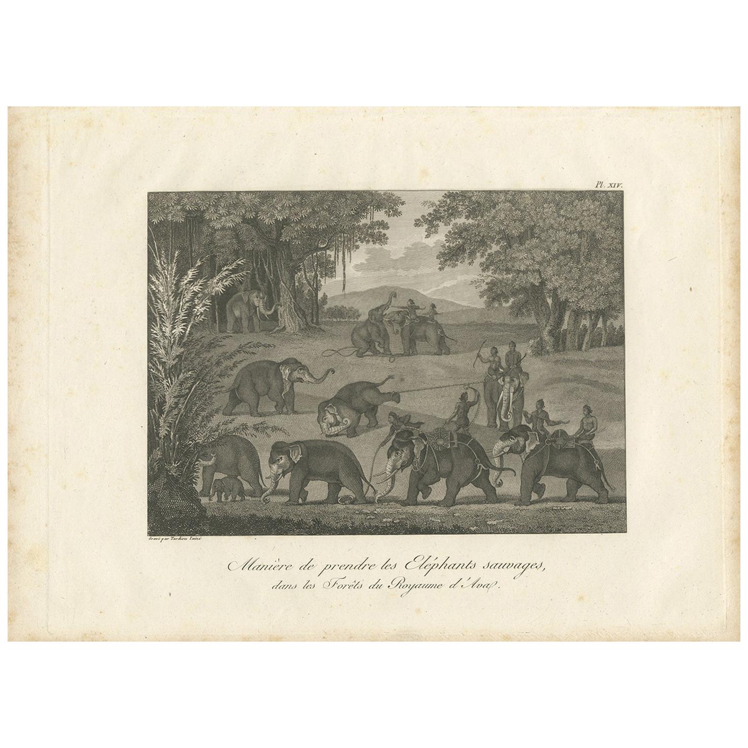 Antique Print of Elephants in the Kingdom of Ava by Symes '1800' For Sale