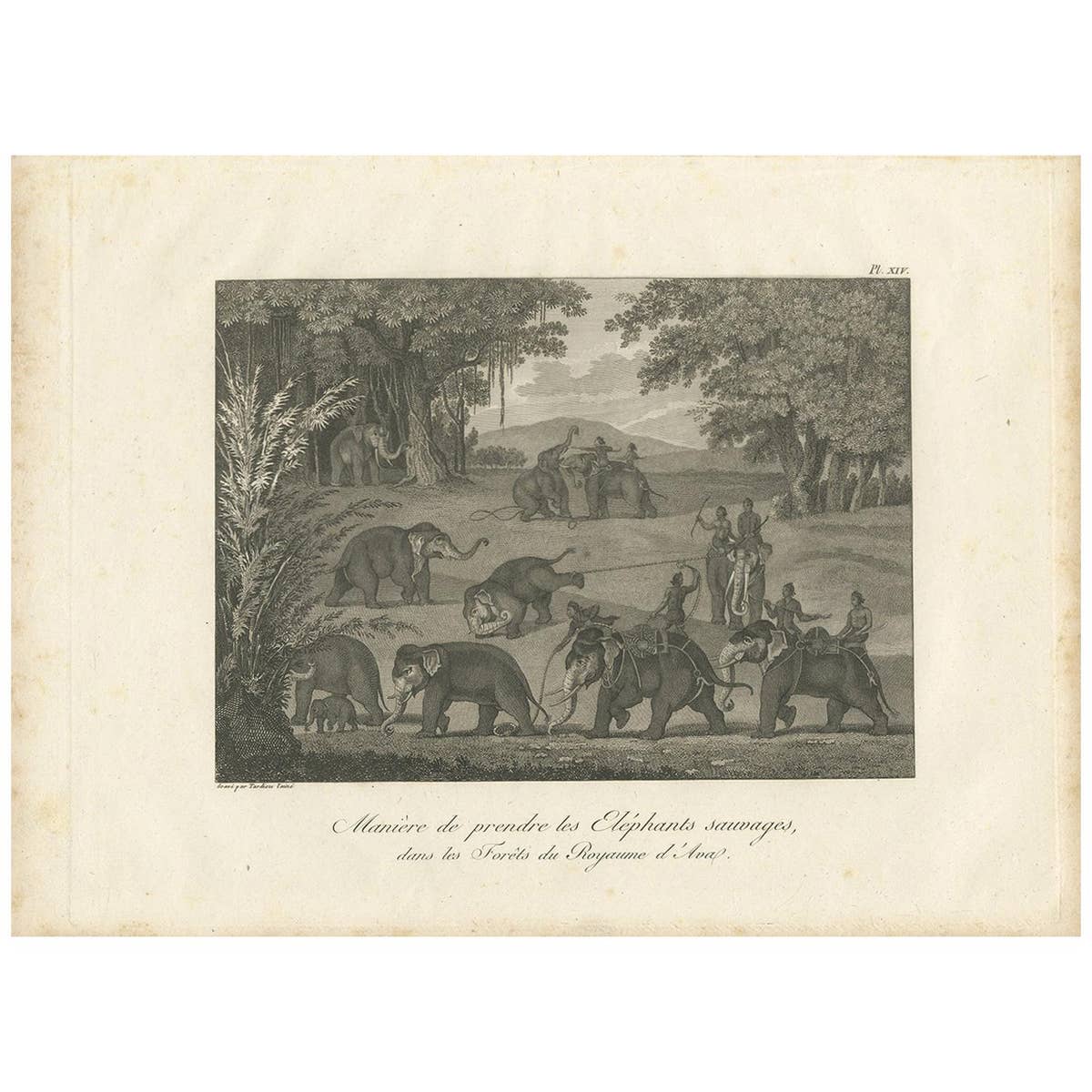 Antique Print of Elephants in the Kingdom of Ava by Symes '1800'
