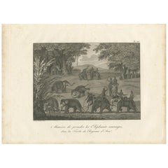 Antique Print of Elephants in the Kingdom of Ava by Symes '1800'