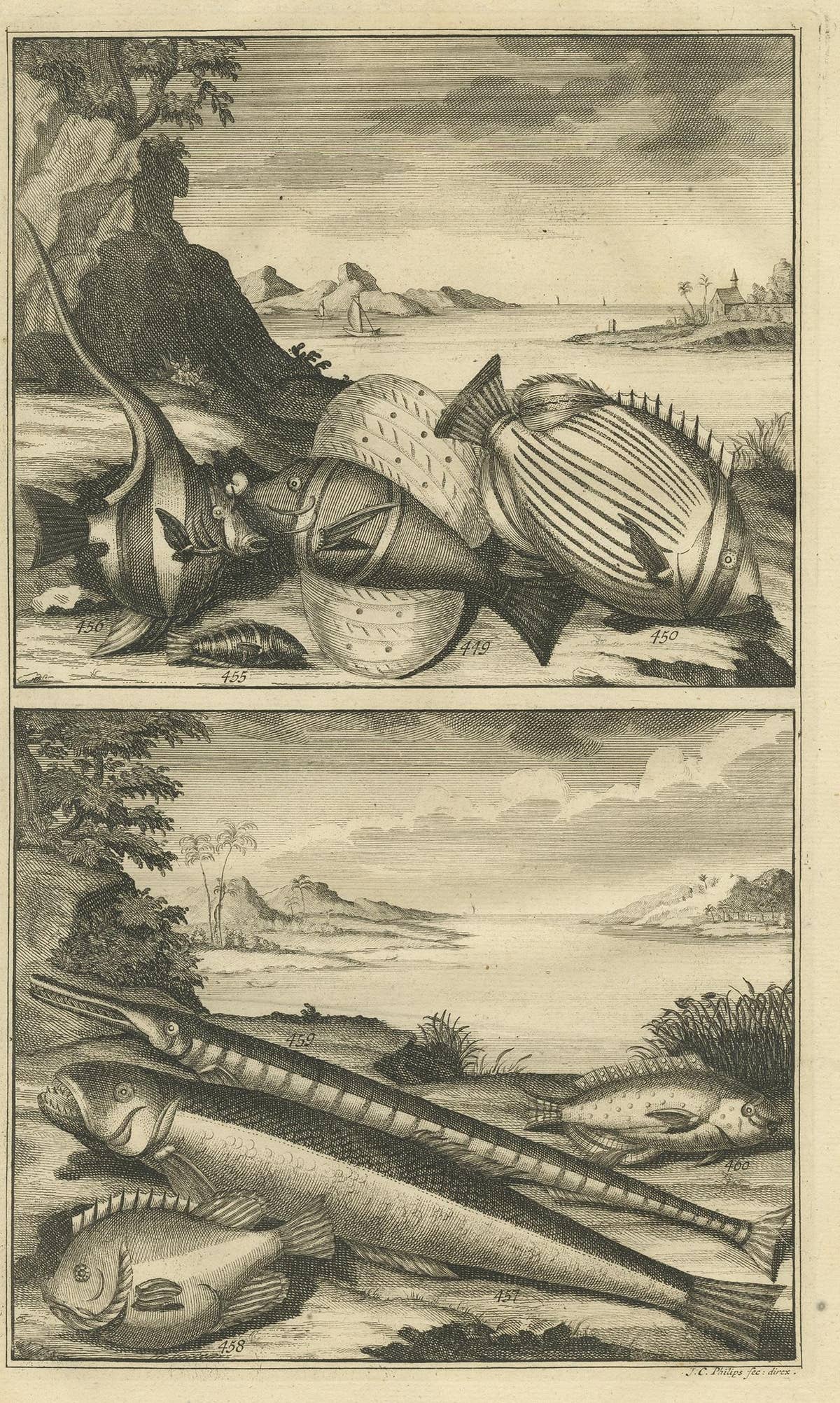 Antique Print of Fish Species 'no. 449' by Valentijn '1726'