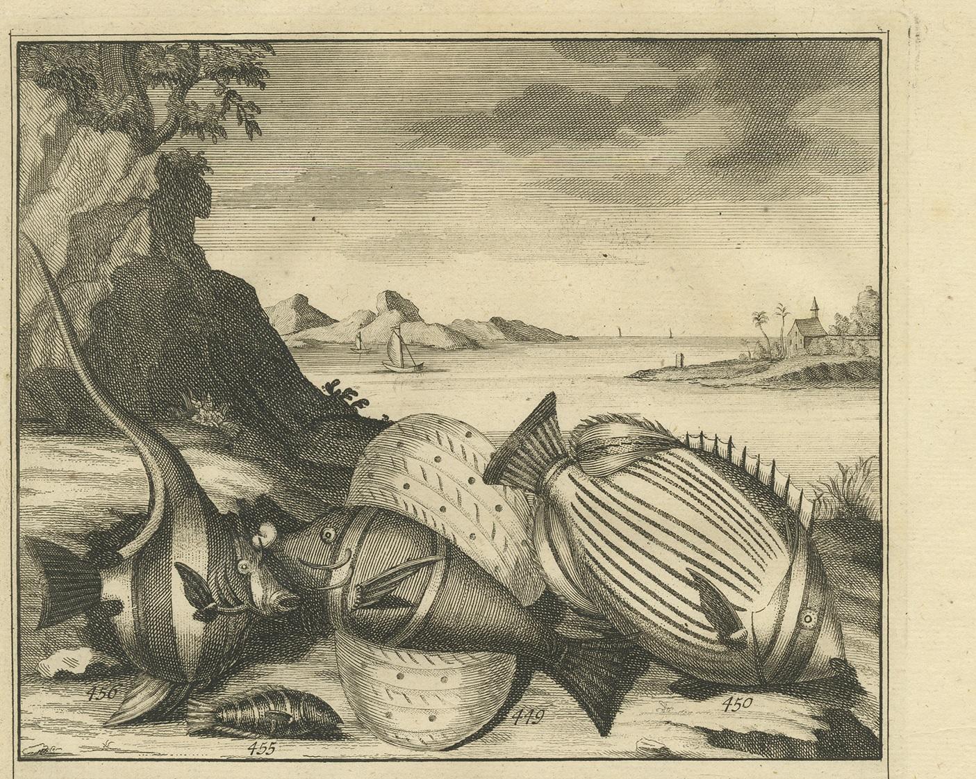 Dutch Antique Print of Fish Species 'no. 449' by Valentijn '1726' For Sale