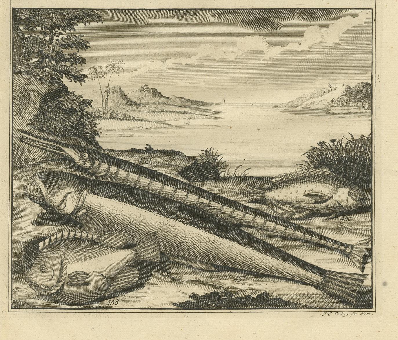 Antique Print of Fish Species 'no. 449' by Valentijn '1726' In Good Condition For Sale In Langweer, NL