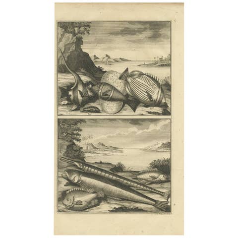 Antique Print of Fish Species 'no. 449' by Valentijn '1726'