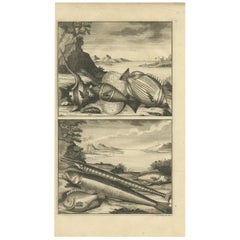 Impression ancienne de spécimens de poissons 'no. 449' par Valentijn '1726'